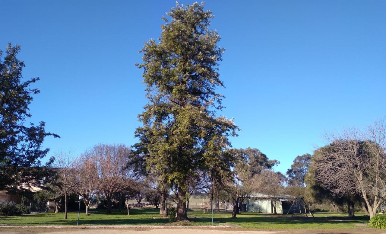 Allonville Gardens Motel Wagga Wagga Exterior photo